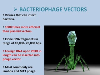  BACTERIOPHAGE VECTORS
 Viruses that can infect
bacteria.
 1000 times more efficient
than plasmid vectors.
 Clone DNA fragments in
range of 10,000- 20,000 bps.
 Foreign DNA up to 25KB in
length can be inserted into
phage vector.
 Most commonly are
lambda and M13 phage.
 