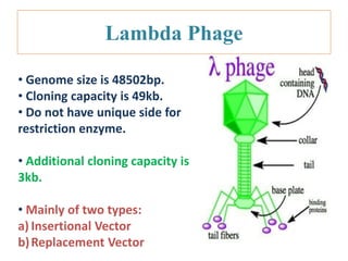 Lambda Phage
• Genome size is 48502bp.
• Cloning capacity is 49kb.
• Do not have unique side for
restriction enzyme.
• Additional cloning capacity is
3kb.
• Mainly of two types:
a) Insertional Vector
b)Replacement Vector
 