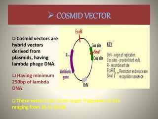  COSMID VECTOR
 Cosmid vectors are
hybrid vectors
derived from
plasmids, having
lambda phage DNA.
 Having minimum
250bp of lambda
DNA.
 These vectors can clone larger fragments of size
ranging from 35 to 50 kb.
 
