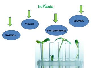 In Plants
VIRUSES
PLASMIDS
BACTERIOPHAGES
COSMIDS
 