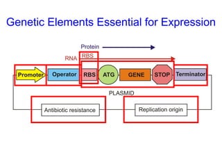 Genetic Elements Essential for Expression

 