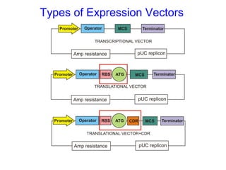 Types of Expression Vectors

 