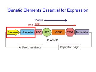 Genetic Elements Essential for Expression

 