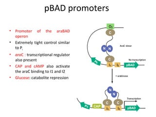 pBAD promoters
•
•
•
•
•

Promoter of the araBAD
operon
Extremely tight control similar
to PL
araC : transcriptional regulator
also present
CAP and cAMP also activate
the araC binding to I1 and I2
Glucose: catabolite repression

 
