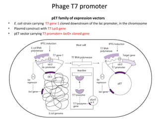 Phage T7 promoter
pET family of expression vectors
•
•
•

E. coli strain carrying T7 gene 1 cloned downstream of the lac promoter, in the chromosome
Plasmid construct with T7 LysS gene
pET vector carrying T7 promoter+ lacO+ cloned gene

 