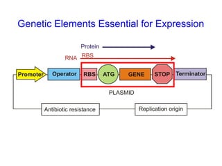 Genetic Elements Essential for Expression

 