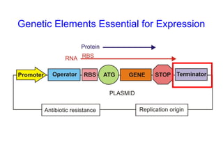 Genetic Elements Essential for Expression

 