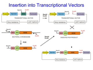 Insertion into Transcriptional Vectors

 