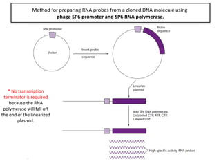 Method for preparing RNA probes from a cloned DNA molecule using
phage SP6 promoter and SP6 RNA polymerase.

* No transcription
terminator is required
because the RNA
polymerase will fall off
the end of the linearized
plasmid.

 