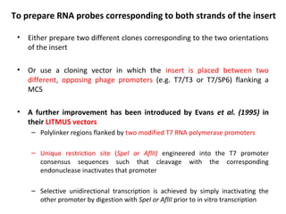 To prepare RNA probes corresponding to both strands of the insert
•

Either prepare two different clones corresponding to the two orientations
of the insert

•

Or use a cloning vector in which the insert is placed between two
different, opposing phage promoters (e.g. T7/T3 or T7/SP6) flanking a
MCS

•

A further improvement has been introduced by Evans et al. (1995) in
their LITMUS vectors
– Polylinker regions flanked by two modified T7 RNA polymerase promoters
– Unique restriction site (SpeI or AflII) engineered into the T7 promoter
consensus sequences such that cleavage with the corresponding
endonuclease inactivates that promoter
– Selective unidirectional transcription is achieved by simply inactivating the
other promoter by digestion with SpeI or AflII prior to in vitro transcription

 