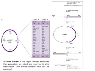 To make dsRNA: If the single stranded templates
thus generated, are mixed and used for in vitro
transcription then double-stranded RNA will be
produced

 