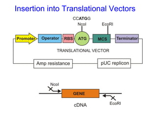 Insertion into Translational Vectors

 