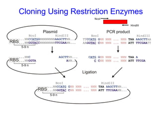 Cloning Using Restriction Enzymes
NcoI
HindIII

 