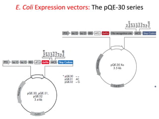 E. Coli Expression vectors: The pQE-30 series

 