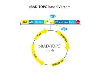 pBAD-TOPO based Vectors

 