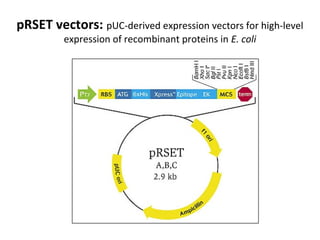 pRSET vectors: pUC-derived expression vectors for high-level
expression of recombinant proteins in E. coli

 