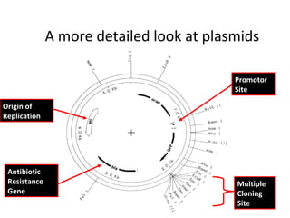 A more detailed look at plasmids
Promotor
Site
Origin of
Replication

Antibiotic
Resistance
Gene

Multiple
Cloning
Site

 