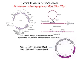 Expression in S.cerevisiae

Autonomous replicating systems: YEps; YRps; YCps

YEps can replicate as an independent plasmid,
but integration into one of the yeast chromosomes can also occur

Yeast replicative plasmids (YRps)
Yeast centromere plasmids (YCps)

 