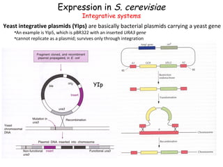 Expression in S. cerevisiae
Integrative systems

Yeast integrative plasmids (YIps) are basically bacterial plasmids carrying a yeast gene
•An example is YIp5, which is pBR322 with an inserted URA3 gene
•cannot replicate as a plasmid; survives only through integration

YIp

 