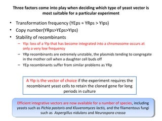 Three factors come into play when deciding which type of yeast vector is
most suitable for a particular experiment

• Transformation frequency (YEps ≈ YRps > YIps)
• Copy number(YRps>YEps>YIps)
• Stability of recombinants
– YIp: loss of a YIp that has become integrated into a chromosome occurs at
only a very low frequency
– YRp recombinants are extremely unstable, the plasmids tending to congregate
in the mother cell when a daughter cell buds off
– YEp recombinants suffer from similar problems as YRp

A YIp is the vector of choice if the experiment requires the
recombinant yeast cells to retain the cloned gene for long
periods in culture
Efficient integrative vectors are now available for aanumber of species, including
Efficient integrative vectors are now available for number of species, including
yeasts such as Pichia pastoris and Kluveromyces lactis, and the filamentous fungi
yeasts such as Pichia pastoris and Kluveromyces lactis, and the filamentous fungi
such as Aspergillus nidulans and Neurospora crassa
such as Aspergillus nidulans and Neurospora crassa

 