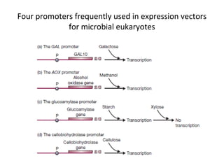 Four promoters frequently used in expression vectors
for microbial eukaryotes

 