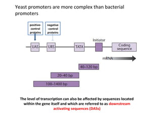 Yeast promoters are more complex than bacterial
promoters
positivecontrol
proteins

negative
-control
proteins

The level of transcription can also be affected by sequences located
within the gene itself and which are referred to as downstream
activating sequences (DASs)

 