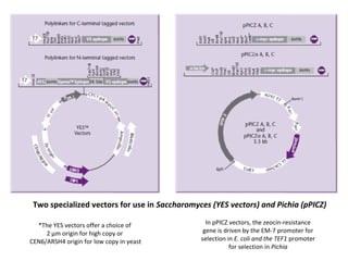 Two specialized vectors for use in Saccharomyces (YES vectors) and Pichia (pPICZ)
*The YES vectors offer a choice of
2 μm origin for high copy or
CEN6/ARSH4 origin for low copy in yeast

In pPICZ vectors, the zeocin-resistance
gene is driven by the EM-7 promoter for
selection in E. coli and the TEF1 promoter
for selection in Pichia

 