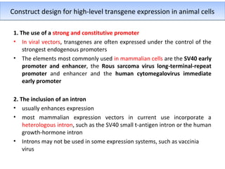 Construct design for high-level transgene expression in animal cells
1. The use of a strong and constitutive promoter
• In viral vectors, transgenes are often expressed under the control of the
strongest endogenous promoters
• The elements most commonly used in mammalian cells are the SV40 early
promoter and enhancer, the Rous sarcoma virus long-terminal-repeat
promoter and enhancer and the human cytomegalovirus immediate
early promoter
2. The inclusion of an intron
• usually enhances expression
• most mammalian expression vectors in current use incorporate a
heterologous intron, such as the SV40 small t-antigen intron or the human
growth-hormone intron
• Introns may not be used in some expression systems, such as vaccinia
virus

 