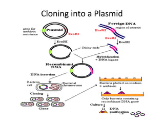 Cloning into a Plasmid

 