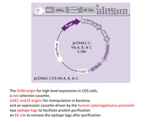 The SV40 origin for high-level expression in COS cells,
a neo selection cassette,
ColE1 and f1 origins for manipulation in bacteria,
and an expression cassette driven by the human cytomegalovirus promoter
two epitope tags to facilitate protein purification
an EK site to remove the epitope tags after purification

 