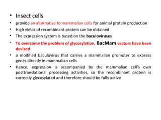 • Insect cells
•
•
•

provide an alternative to mammalian cells for animal protein production
High yields of recombinant protein can be obtained
The expression system is based on the baculoviruses

•

To overcome the problem of glycosylation, BacMam vectors have been
devised
a modified baculovirus that carries a mammalian promoter to express
genes directly in mammalian cells
Hence, expression is accompanied by the mammalian cell’s own
posttranslational processing activities, so the recombinant protein is
correctly glycosylated and therefore should be fully active

•
•

 