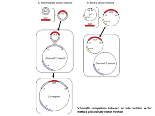 Schematic comparison between an intermediate vector
method and a binary vector method

 