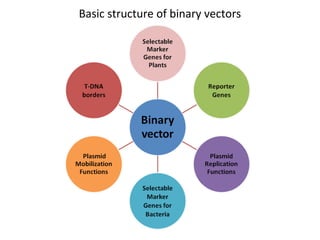 Basic structure of binary vectors

 