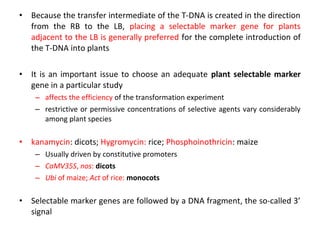 •

Because the transfer intermediate of the T-DNA is created in the direction
from the RB to the LB, placing a selectable marker gene for plants
adjacent to the LB is generally preferred for the complete introduction of
the T-DNA into plants

•

It is an important issue to choose an adequate plant selectable marker
gene in a particular study
– affects the efficiency of the transformation experiment
– restrictive or permissive concentrations of selective agents vary considerably
among plant species

•

kanamycin: dicots; Hygromycin: rice; Phosphoinothricin: maize
– Usually driven by constitutive promoters
– CaMV35S, nos: dicots
– Ubi of maize; Act of rice: monocots

•

Selectable marker genes are followed by a DNA fragment, the so-called 3’
signal

 
