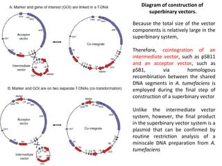 Diagram of construction of
superbinary vectors.
Because the total size of the vector
components is relatively large in the
superbinary system,
Therefore, cointegration of an
intermediate vector, such as pSB11
and an acceptor vector, such as
pSB1,
via
homologous
recombination between the shared
DNA segments in A. tumefaciens is
employed during the final step of
construction of a superbinary vector
Unlike the intermediate vector
system, however, the final product
in the superbinary vector system is a
plasmid that can be confirmed by
routine restriction analysis of a
miniscale DNA preparation from A.
tumefaciens

 