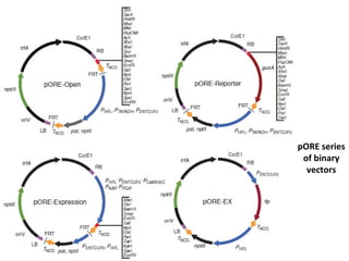 pORE series
of binary
vectors

 