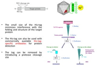 •

The small size of the His-tag
minimizes interference with the
folding and structure of the target
protein

•

The His-tag can also be used with
commercially available His-tagspecific antibodies for protein
detection

•

The tag can be removed by
introducing a protease cleavage
site

 