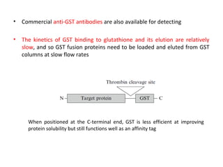 •

Commercial anti-GST antibodies are also available for detecting

•

The kinetics of GST binding to glutathione and its elution are relatively
slow, and so GST fusion proteins need to be loaded and eluted from GST
columns at slow flow rates

When positioned at the C-terminal end, GST is less efficient at improving
protein solubility but still functions well as an affinity tag

 