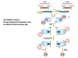 The IMPACT system
(Intein Mediated Purification with
an Affinity Chitin-binding Tag)

 