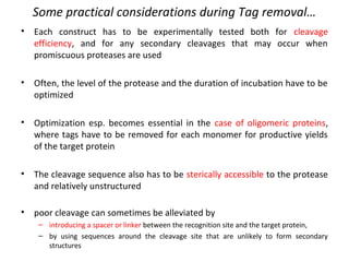 Some practical considerations during Tag removal…
•

Each construct has to be experimentally tested both for cleavage
efficiency, and for any secondary cleavages that may occur when
promiscuous proteases are used

•

Often, the level of the protease and the duration of incubation have to be
optimized

•

Optimization esp. becomes essential in the case of oligomeric proteins,
where tags have to be removed for each monomer for productive yields
of the target protein

•

The cleavage sequence also has to be sterically accessible to the protease
and relatively unstructured

•

poor cleavage can sometimes be alleviated by
– introducing a spacer or linker between the recognition site and the target protein,
– by using sequences around the cleavage site that are unlikely to form secondary
structures

 