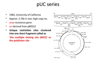 pUC series
•
•
•
•
•

1982, University of California
Approx. 2.7kb in size; high copy no.
amp resistance gene
ori derived from pBR322
Unique restriction sites clustered
into one short fragment called as
‘the multiple cloning site (MCS)’ or
the polylinker site

 