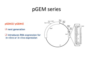 pGEM series
pGEM3Z/ pGEM4Z
 next generation
 introduces RNA expression for
in vitro or in vivo expression

 