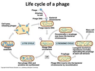 Life cycle of a phage

 