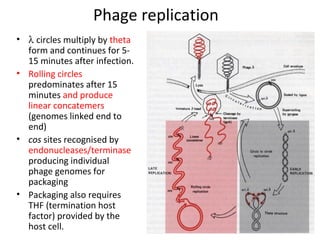 Phage replication
• λ circles multiply by theta
form and continues for 515 minutes after infection.
• Rolling circles
predominates after 15
minutes and produce
linear concatemers
(genomes linked end to
end)
• cos sites recognised by
endonucleases/terminase
producing individual
phage genomes for
packaging
• Packaging also requires
THF (termination host
factor) provided by the
host cell.

 