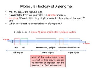 Molecular biology of λ genome
•
•
•
•

Mol wt. 31X106 Da, 48.5 Kb long
DNA isolated from virus particles is a ds linear molecule
cos sites: 12 nucleotides long single stranded cohesive termini at each 5’
end
When inside host cell: circularization of phage DNA
Genetic map of λ: almost 40 genes organised in functional clusters

5’ cos sites
5’ cos sites

Head

Tail

Left region

Recombination, Lysogeny

Regulation, Replication, Lysis

Central region
Much of this central region is not
Much of this central region is not
essential for lytic growth and can
essential for lytic growth and can
be deleted or replaced for the
be deleted or replaced for the
construction of suitable vectors
construction of suitable vectors

Right region

 