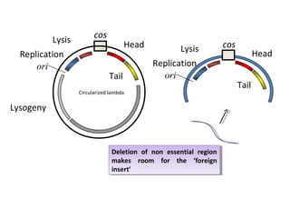 Lysis
Replication
ori

cos

Head
Tail

Lysis
Replication
ori

Circularized lambda

Lysogeny

Deletion of non essential region
Deletion of non essential region
makes room for the ‘foreign
makes room for the ‘foreign
insert’
insert’

cos

Head
Tail

 