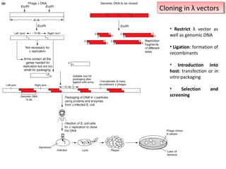 Cloning in λ vectors
Cloning in λ vectors
• Restrict λ vector as
well as genomic DNA
• Ligation: formation of
recombinants
• Introduction into
host: transfection or in
vitro packaging
•
Selection
screening

and

 