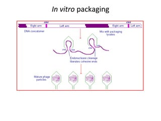 In vitro packaging

 