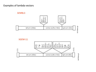 Examples of lambda vectors
λEMBL3

λGEM-11

 