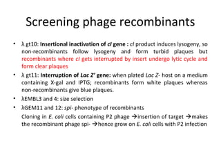 Screening phage recombinants
•

•

•
•

λ gt10: Insertional inactivation of cI gene : cI product induces lysogeny, so
non-recombinants follow lysogeny and form turbid plaques but
recombinants where cI gets interrupted by insert undergo lytic cycle and
form clear plaques
λ gt11: Interruption of Lac Z’ gene: when plated Lac Z- host on a medium
containing X-gal and IPTG; recombinants form white plaques whereas
non-recombinants give blue plaques.
λEMBL3 and 4: size selection
λGEM11 and 12: spi- phenotype of recombinants
Cloning in E. coli cells containing P2 phage insertion of target makes
the recombinant phage spi- hence grow on E. coli cells with P2 infection

 